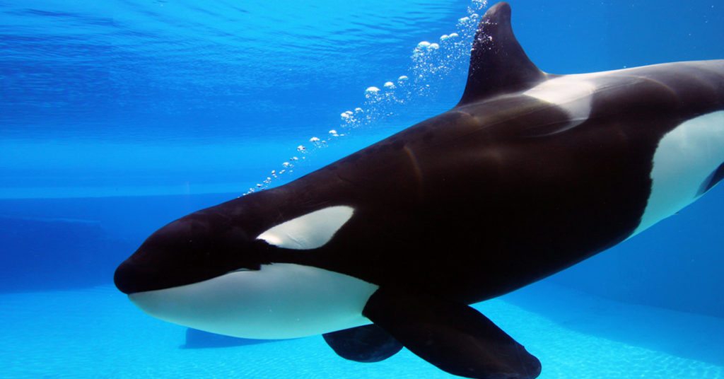 Killer Whale in a Pool at Amusement Park in California, Call Johnson Attorneys Group For Assistance